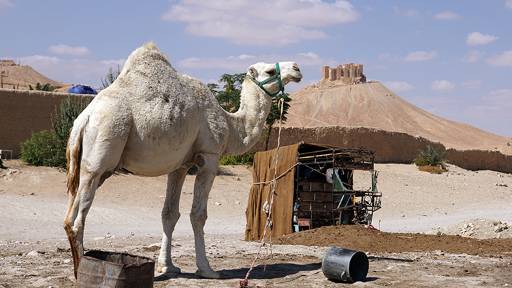 Syrien, Palmyra, Damaskus, Maalula, Fotografie
